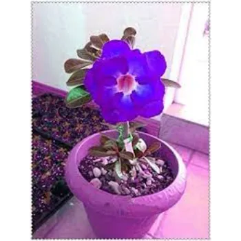 Purple Adenium Plant 1a-adenium plant-1201663-51829.webp